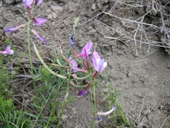 Astragalus subuliformis