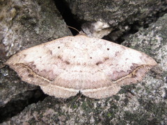 Blasticorhinus hoenei