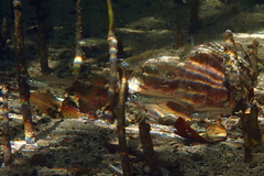 Ambassis jacksoniensis