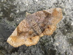 Pangrapta disruptalis