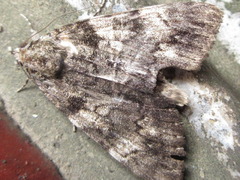 Catocala streckeri