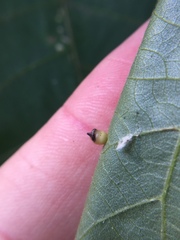 Caryomyia inflata