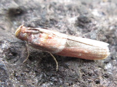 Calguia defiguralis
