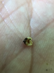 Caryomyia inflata