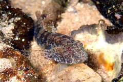 Bathygobius krefftii