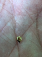 Caryomyia inflata