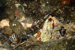 Bathygobius krefftii