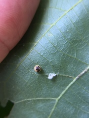 Caryomyia inflata