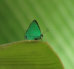 Chalybs janias