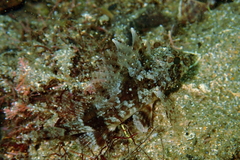 Centropogon australis