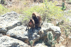 Theropithecus gelada