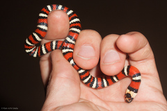 Lampropeltis multifasciata