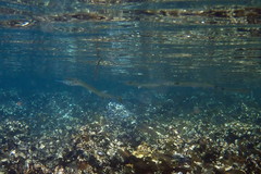 Tylosurus gavialoides