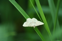 Lepidoptera