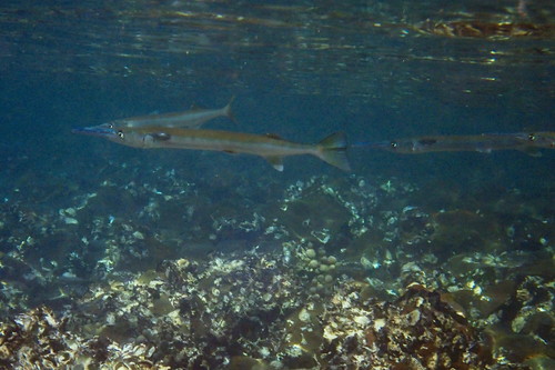 Alligator gar (Tylosurus gavialoides) — Belonidae — 4