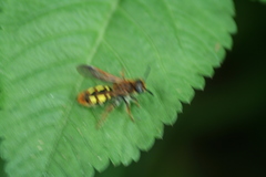 Scoliidae