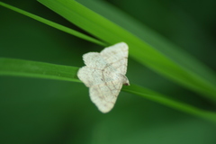 Lepidoptera