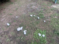 Chlorophyllum molybdites