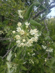 Funastrum pannosum