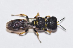 Ectemnius stirpicola