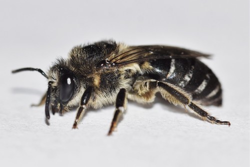 Deceptive Plasterer Bee