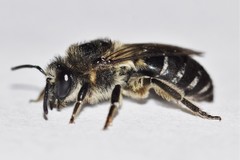 Colletes simulans