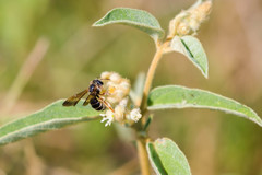 Dieunomia nevadensis bakeri