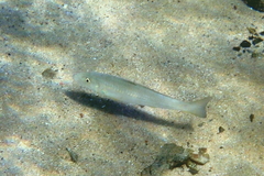 Sillago ciliata