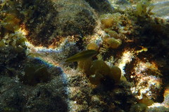 Stethojulis interrupta