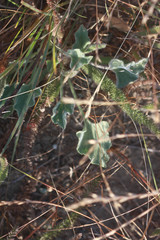 Calystegia subacaulis subacaulis