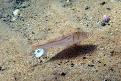 Torquigener pleurogramma