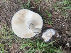Chlorophyllum molybdites