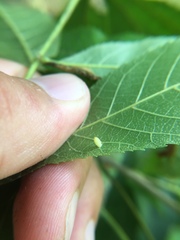 Caryomyia urnula