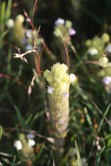 Castilleja rubicundula lithospermoides