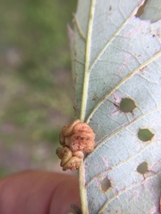 Andricus nigricens
