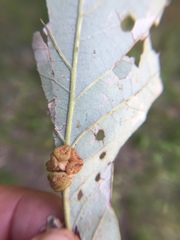 Andricus nigricens