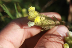 Castilleja rubicundula lithospermoides
