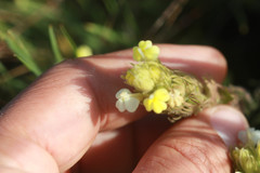 Castilleja rubicundula lithospermoides