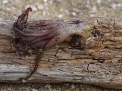 Doryteuthis opalescens