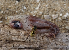 Doryteuthis opalescens