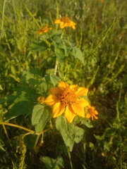 Heliopsis annua