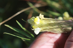 Castilleja rubicundula lithospermoides