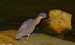 Gorsachius leuconotus