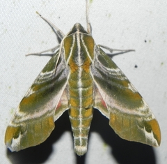 Darapsa versicolor