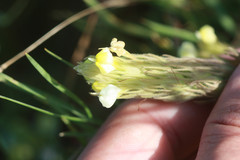 Castilleja rubicundula lithospermoides