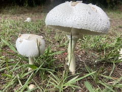 Chlorophyllum molybdites