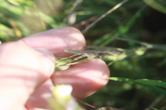 Castilleja rubicundula lithospermoides