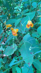 Impatiens × pacifica