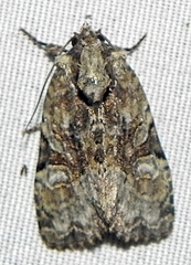 Oligia modica