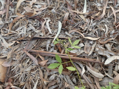 Zanthoxylum asiaticum